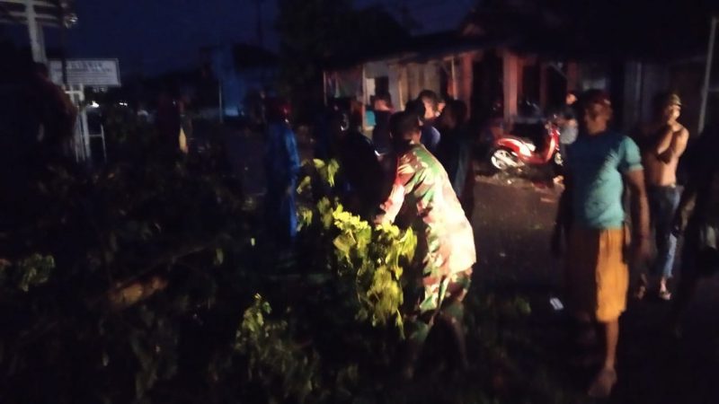 Babinsa Rogojampi Banyuwangi Sigap Langsung Evakuasi Pohon Tumbang Akibat Hujan Dan Angin Kencang