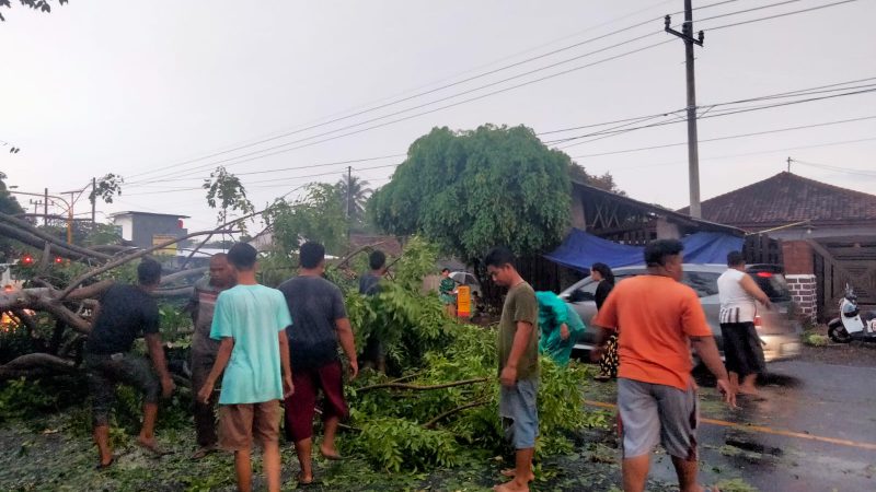 Hujan dan Angin Kencang Menerjang, Sedikitnya Delapan Pohon Tumbang Dan Dua Rumah Rusak di Kabat Banyuwangi