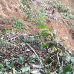 Puluhan Hektar Sawah di Semende Darat Tengah Kabupaten Muara Enim Terancam Gagal Panen Akibat Irigasi Terbawa Longsor