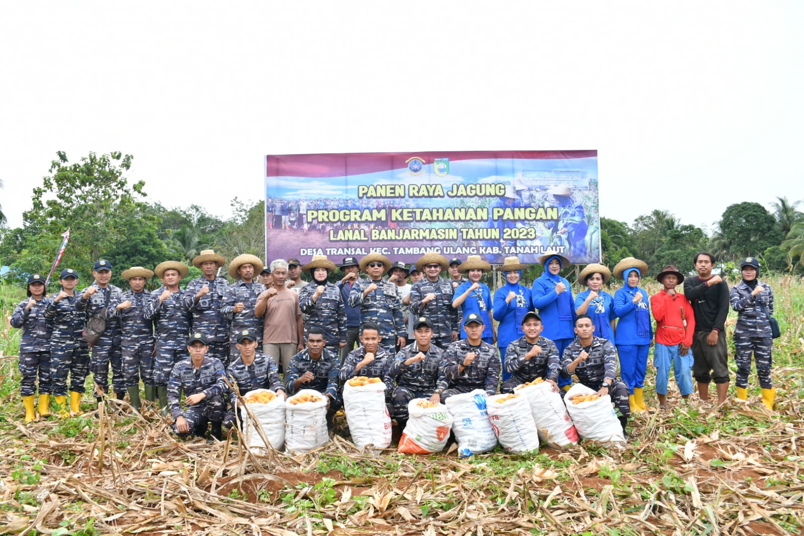 Dukung Program Ketahanan Pangan, TNI AL Banjarmasin Laksanakan Panen Raya Jagung