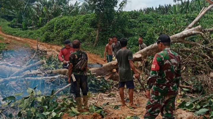 Personel Satgas Pamtas RI-Malaysia Yonarmed 19/105 Trk Bogani Bantu Warga Evakuasi Pohon Tumbang Di Jalan Desa Wilayah Perbatasan RI-Malaysia