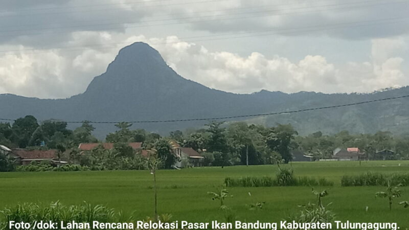 Rencana Relokasi Pasar Ikan Bandung Kabupaten Tulungagung, Ini Kata Kades Suwaru