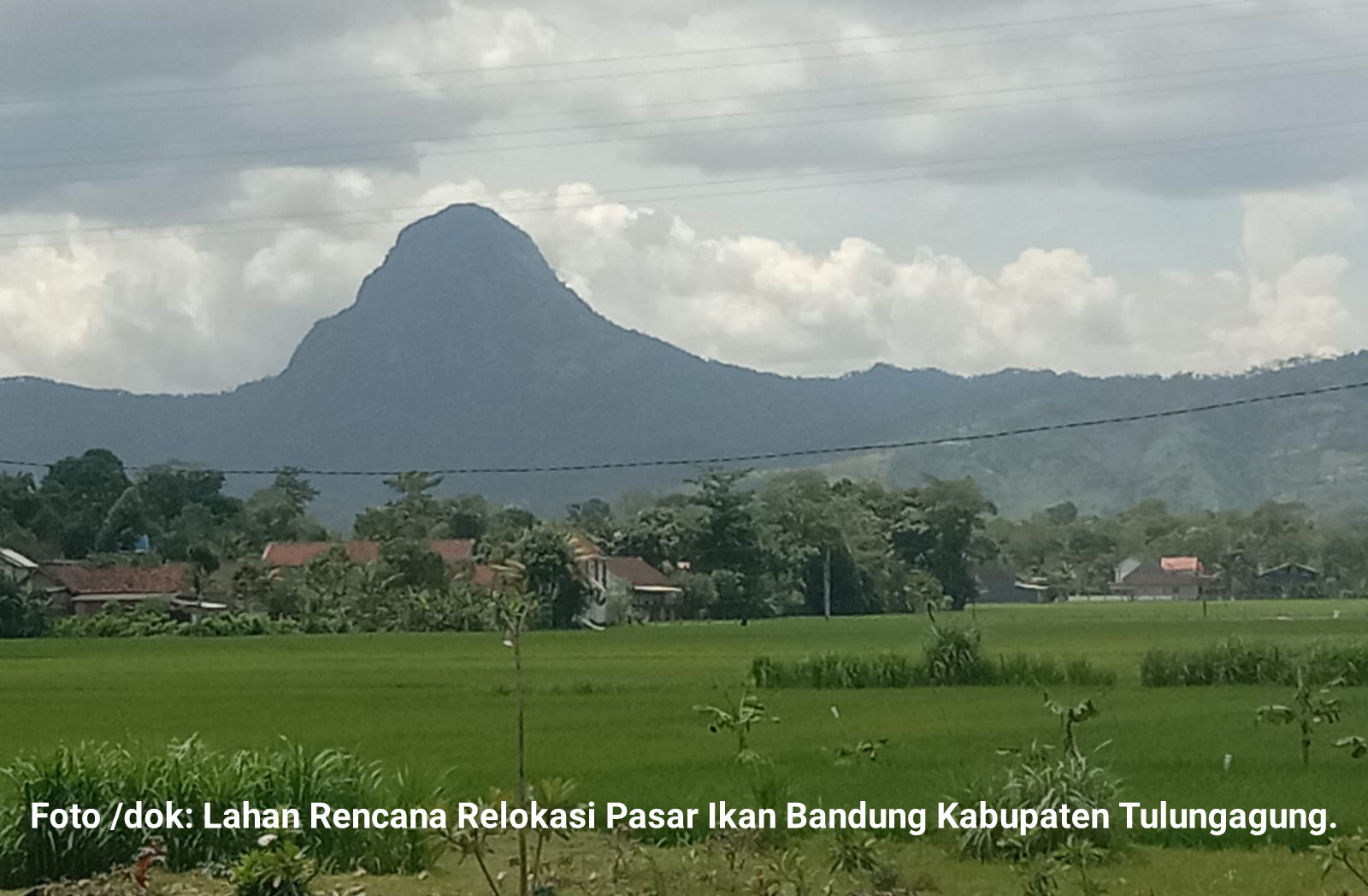 Rencana Relokasi Pasar Ikan Bandung Kabupaten Tulungagung, Ini Kata Kades Suwaru