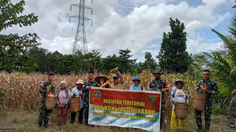 Satgas Pamtas Yonif 645/Gardatama Yudha Panen Jagung Bersama Masyarakat Perbatasan