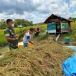 Babinsa Koramil 1015-03/MB Ketapang Turun ke Sawah Bantu Petani Panen Padi di Desa Binaan
