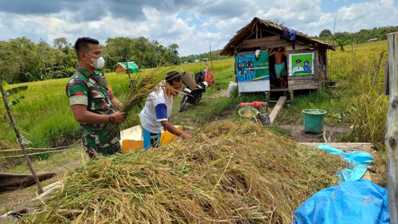 Babinsa Koramil 1015-03/MB Ketapang Turun ke Sawah Bantu Petani Panen Padi di Desa Binaan