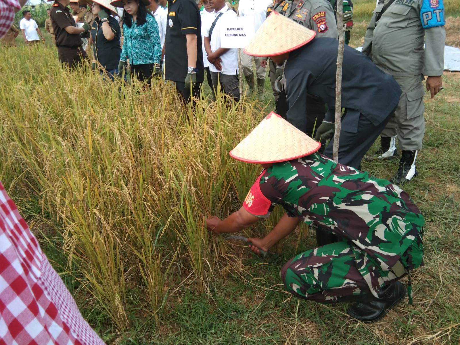 Danramil 1016-06/Kurun Hadiri Panen Perdana Padi MSP 08 Bersama Pemkab Gumas