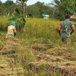 Babinsa Koramil 1015-03/MB Ketapang Turun ke Sawah Bantu Petani Panen Padi di Desa Binaan