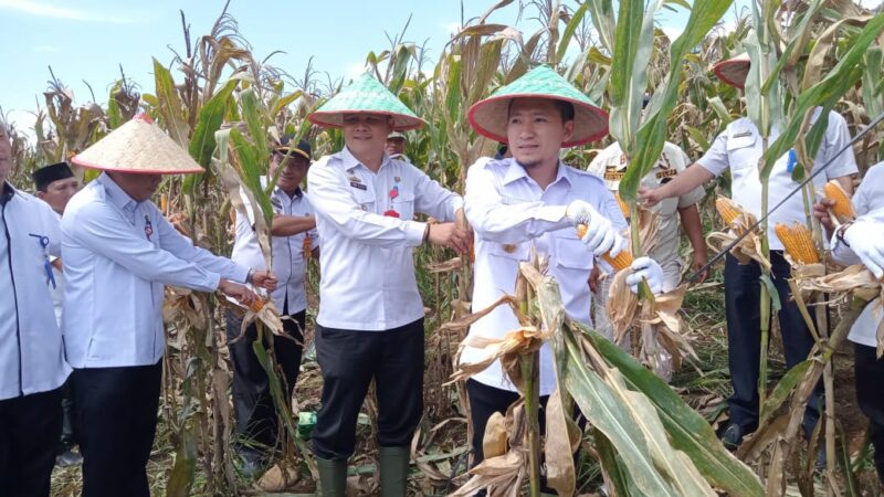 Wakil Bupati Lampung Utara, Ardian Saputra, Panen Jagung Seluas 40 Hektar Bersama Para Petani di Kecamatan Sungkai Barat Tepat Desa Kubu Hitu.