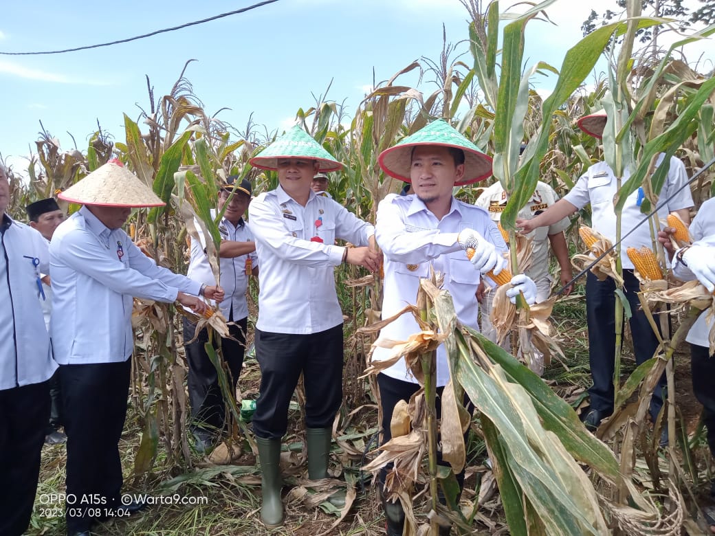 Wakil Bupati Lampung Utara, Ardian Saputra, Panen Jagung Seluas 40 Hektar Bersama Para Petani di Kecamatan Sungkai Barat Tepat Desa Kubu Hitu.