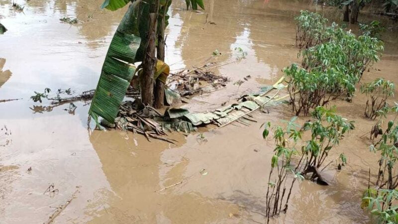 Jeritan Warga Desa Tanjung Serian Pasca Banjir, Padi Hingga Tanaman Pisang Gagal Panen