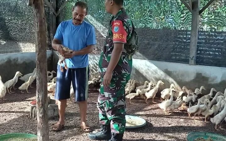 Babinsa Koramil 1015-03 /Mentawa Baru Ketapang Berikan Pendampingan Kepada Peternak Bebek