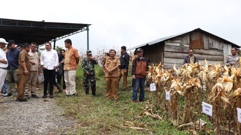 Bupati Pakpak Bharat Panen Perdana Tanaman Jagung di Lahan Food Estate