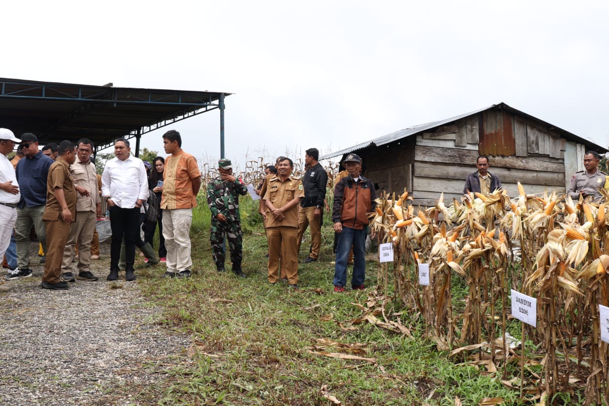 Bupati Pakpak Bharat Panen Perdana Tanaman Jagung di Lahan Food Estate