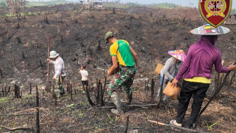 Nugal Tradisi Unik Menanam Padi di Kalimantan Barat!! Satgas Pamtas Ri – Malaysia Yonarmed 10/ Bradjamusti Bantu Warga Tanam Padi di Perbatasan