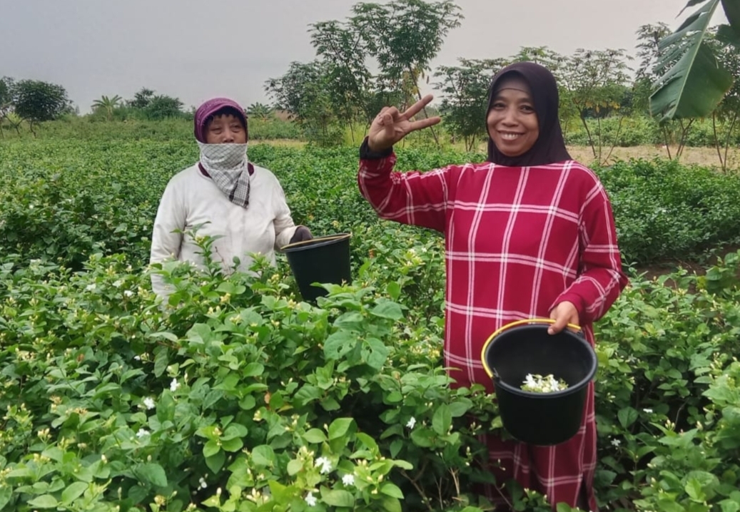 Budidaya Tanaman Melati Dinilai Berpotensi Tingkatkan Pendapatan Masyarakat Desa Kedungkelor Kecamatan Warureja Kabupaten Tegal