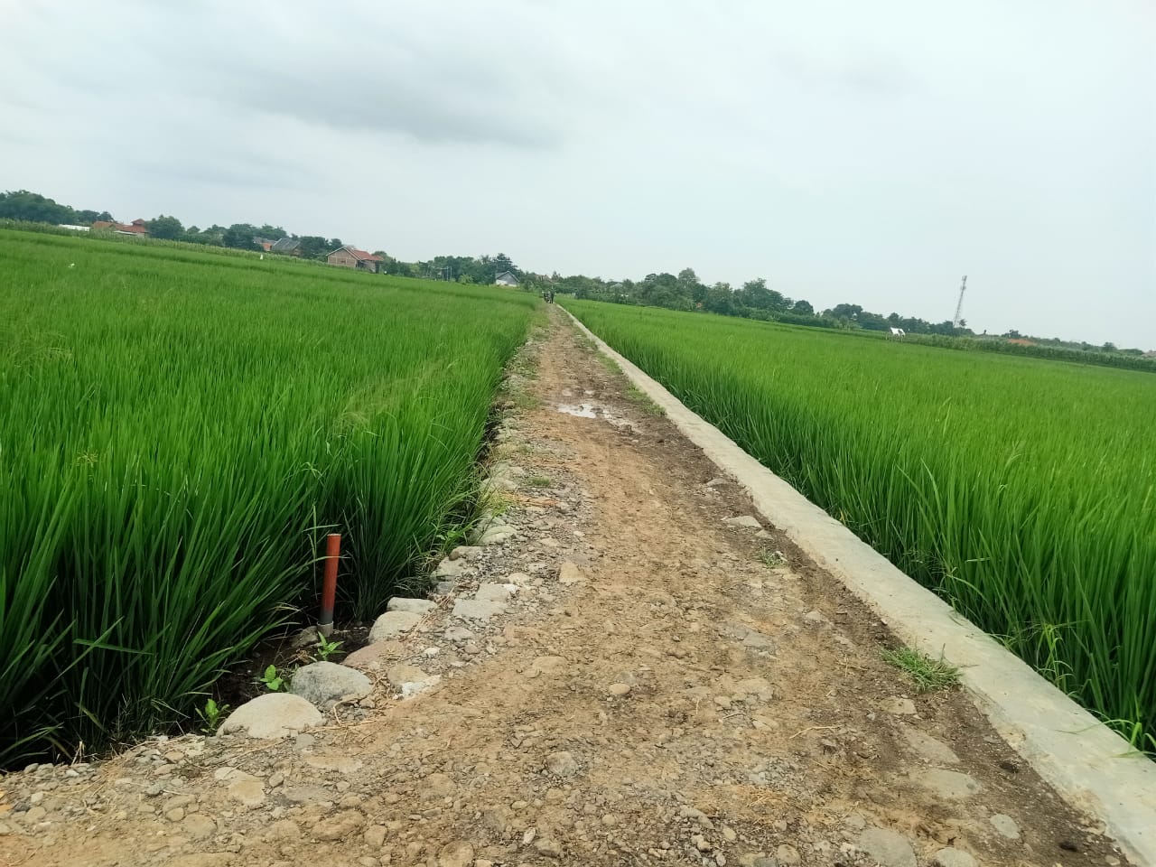Kegiatan pembangunan Talud (JUT) Tahun 2023 Desa Cipelem Brebes Diduga Mangkrak