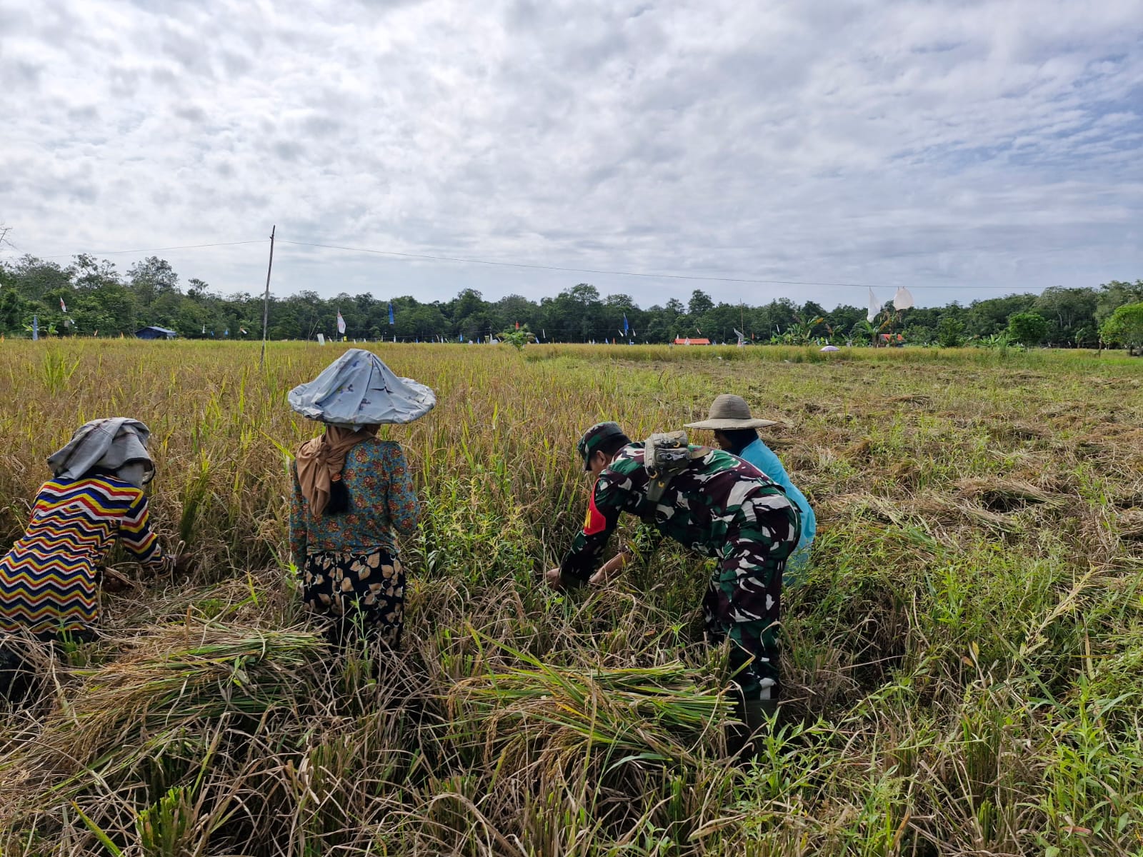 Sukseskan Ketahanan Pangan, Babinsa Koramil 1015-03/MB Ketapang Bantu Petani Panen Padi