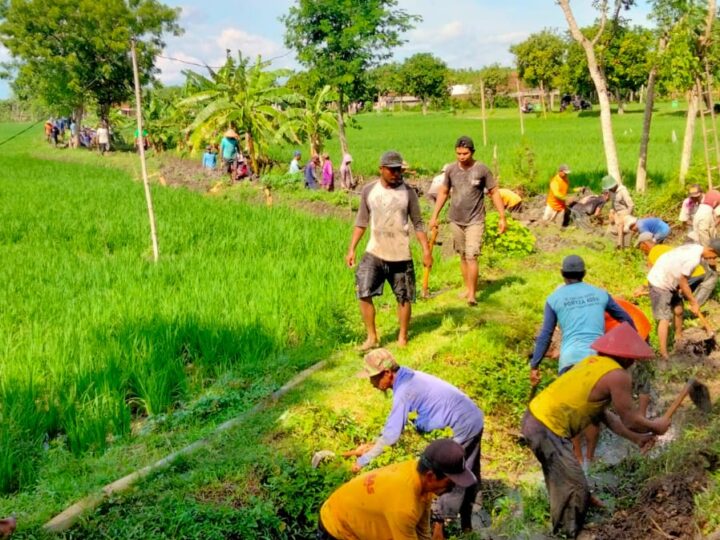 Dana Desa Atau DD Untuk Kegiatan PKT (Padat Karya Tunai) Normalisasi Saluran Irigasi Sawah Pertanian di Desa Sumber Kabupaten Ngawi.