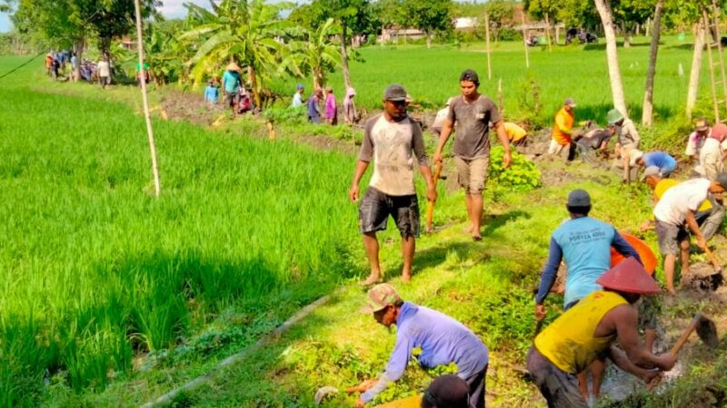 Dana Desa Atau DD Untuk Kegiatan PKT (Padat Karya Tunai) Normalisasi Saluran Irigasi Sawah Pertanian di Desa Sumber Kabupaten Ngawi.