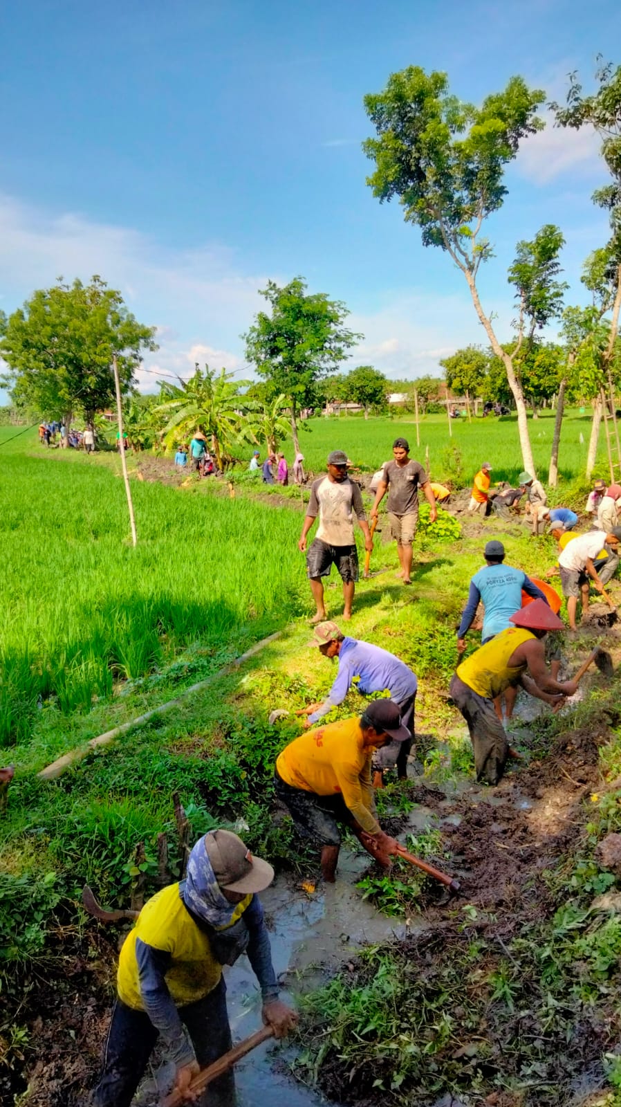 Dana Desa Atau DD Untuk Kegiatan PKT (Padat Karya Tunai) Normalisasi Saluran Irigasi Sawah Pertanian di Desa Sumber Kabupaten Ngawi.