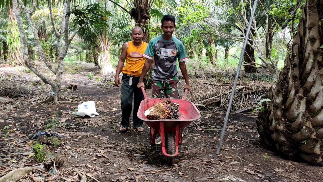 Satgas TMMD Ke 120 Kodim 1015/Sampit Bantu Warga Panen Kelapa Sawit