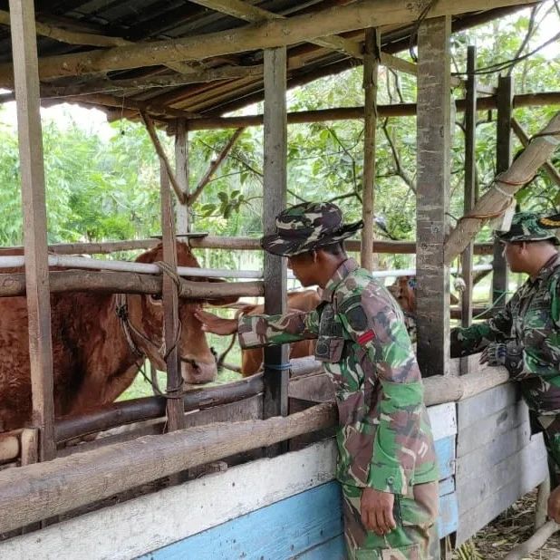 Satgas TMMD ke 120 Kodim 1015/Sampit Komsos dengan Peternak Sapi