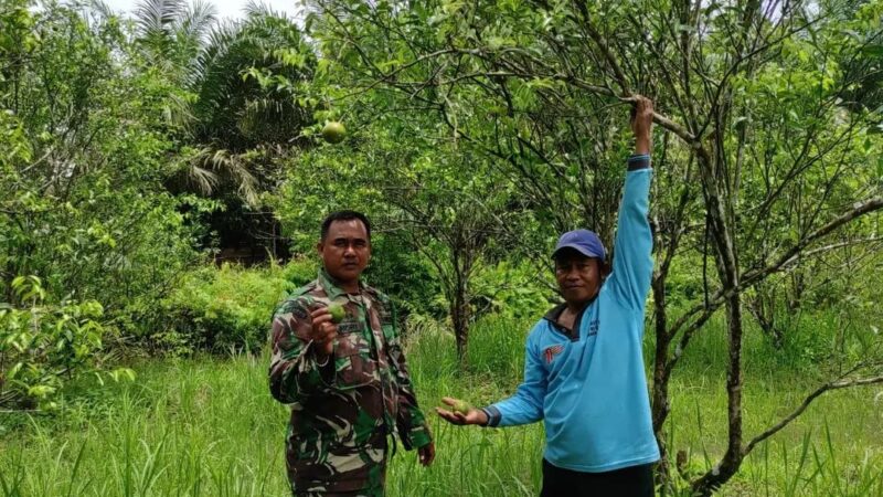 Anggota Satgas TMMD Ke-120 Kodim 1015/Sampit Laksanakan Komsos Bersama Petani Jeruk