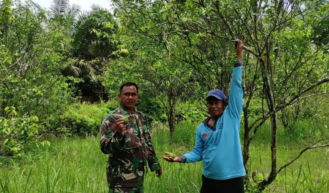 Anggota Satgas TMMD Ke-120 Kodim 1015/Sampit Laksanakan Komsos Bersama Petani Jeruk