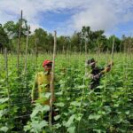 Manfaatkan Waktu Istirahat,Satgas TMMD Ke 120 Melaksanakan Komsos dengan Petani Timun