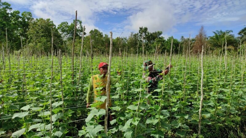 Manfaatkan Waktu Istirahat,Satgas TMMD Ke 120 Melaksanakan Komsos dengan Petani Timun