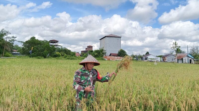 Babinsa Koramil 1015-04/Baamang Bantu Petani Panen Padi Di Wilayah Desa Binaan