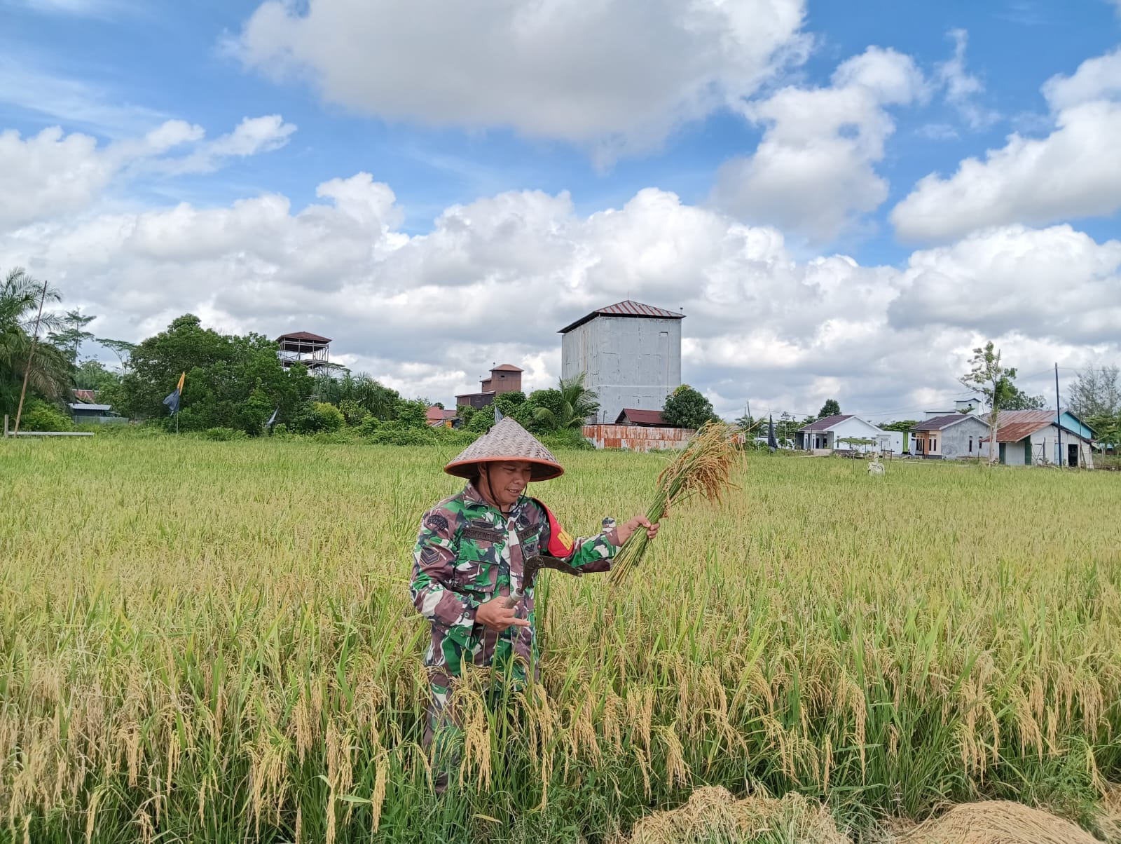 Babinsa Koramil 1015-04/Baamang Bantu Petani Panen Padi Di Wilayah Desa Binaan