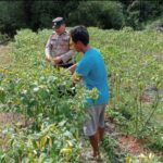 POLSEK ARUTA SAMBANGI PERKEBUNAN MILIK WARGA