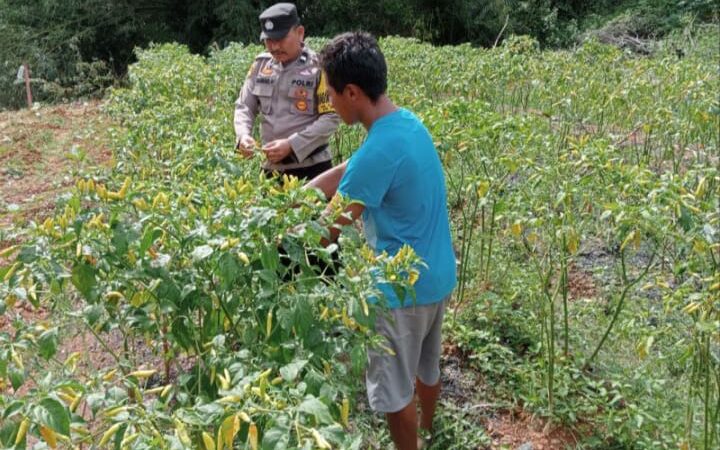 POLSEK ARUTA SAMBANGI PERKEBUNAN MILIK WARGA