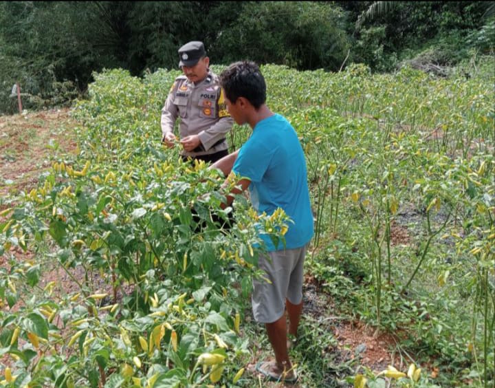 POLSEK ARUTA SAMBANGI PERKEBUNAN MILIK WARGA