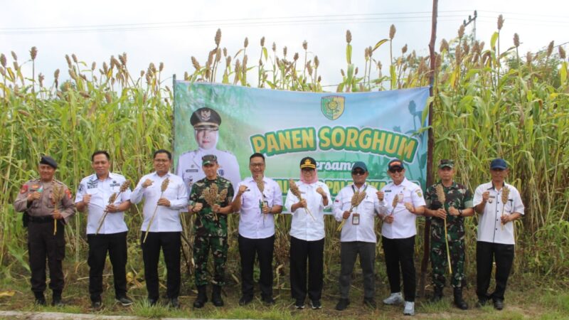 Dandim 1016/Plk Panen Sorghum Bersama Pj Walikota Palangka Raya