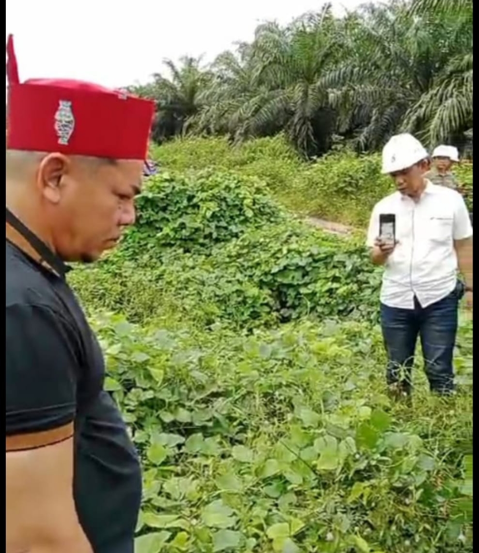 PT. Eagle High Diduga Langgar Tata Krama Adat Dayak Saat Panen Kelapa Sawit Dilahan Klaim Warga Bedaun.