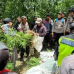 Ditemukan 25 Ribu Batang Tanaman Ganja di Lereng Gunung Semeru