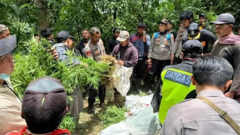 Ditemukan 25 Ribu Batang Tanaman Ganja di Lereng Gunung Semeru