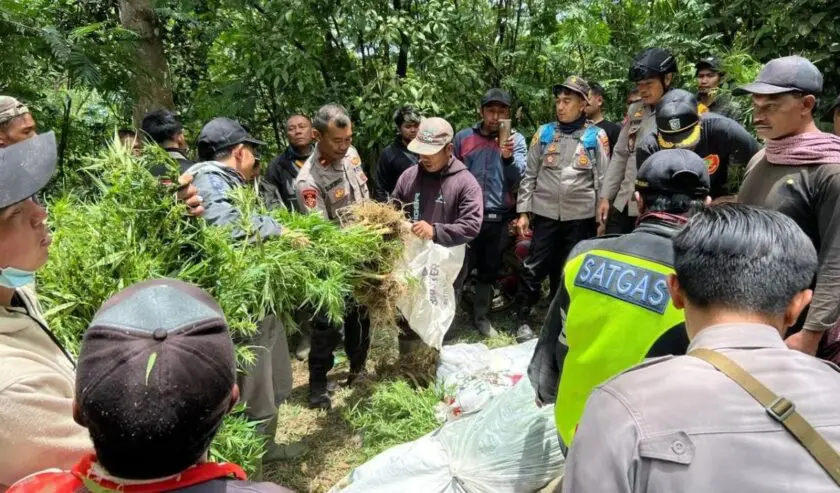 Ditemukan 25 Ribu Batang Tanaman Ganja di Lereng Gunung Semeru