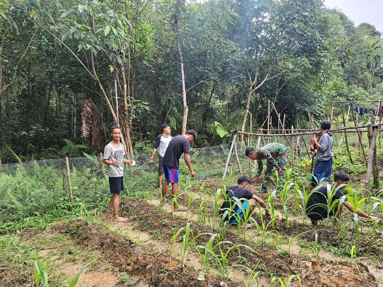 Satgas Pamtas Yonzipur 5/ABW Membangun Ketahanan Pangan Dengan Manfaatkan Lahan di Pekarangan