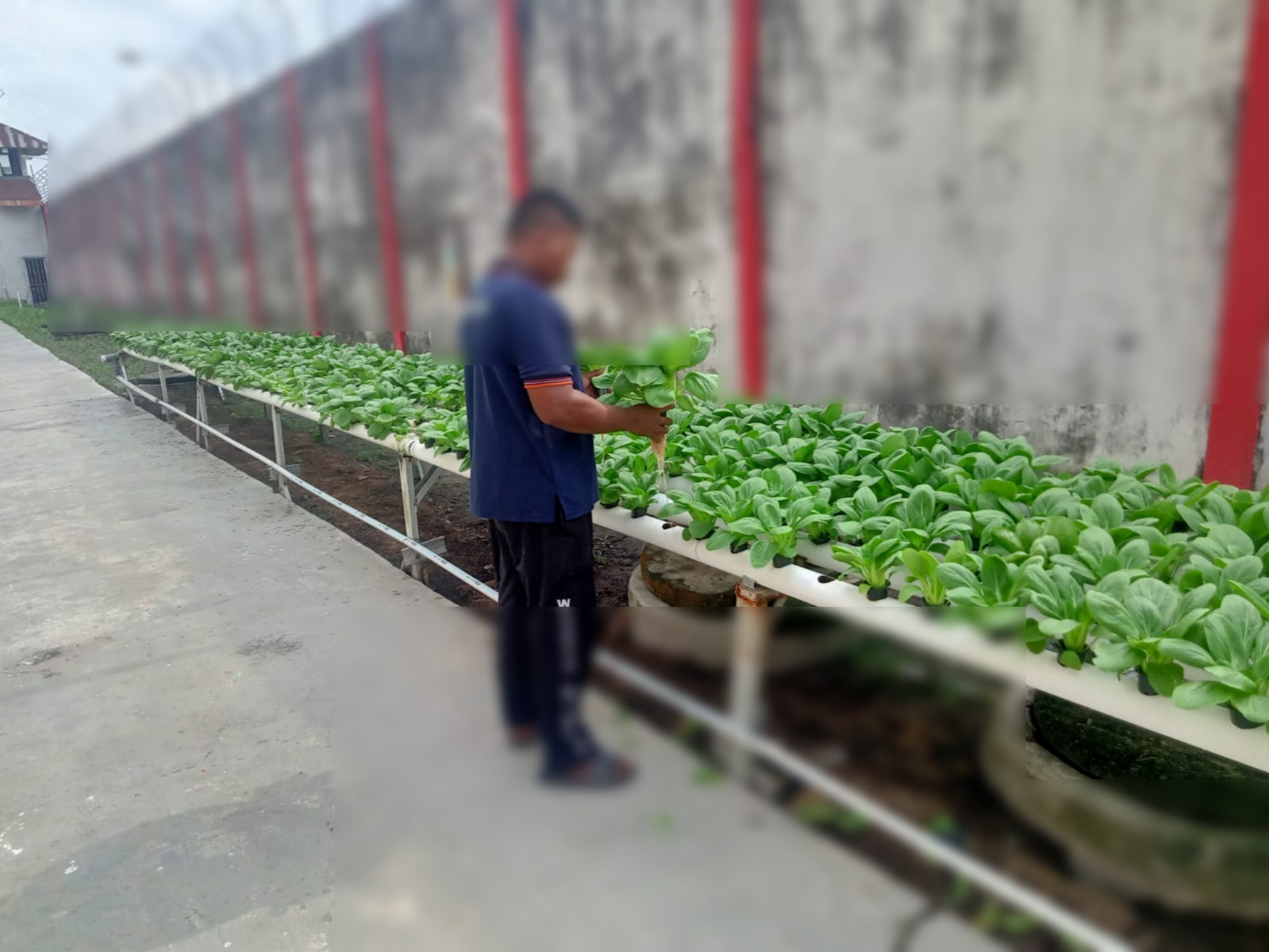 Perawatan Kebun di Lapas Sampit, Langkah Nyata Menjaga Lingkungan dan Kualitas Tanaman