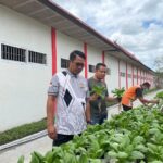 Panen Sayur Pakcoy Hasil Hidroponik Kegiatan Pembinaan Warga Binaan Lapas Sampit