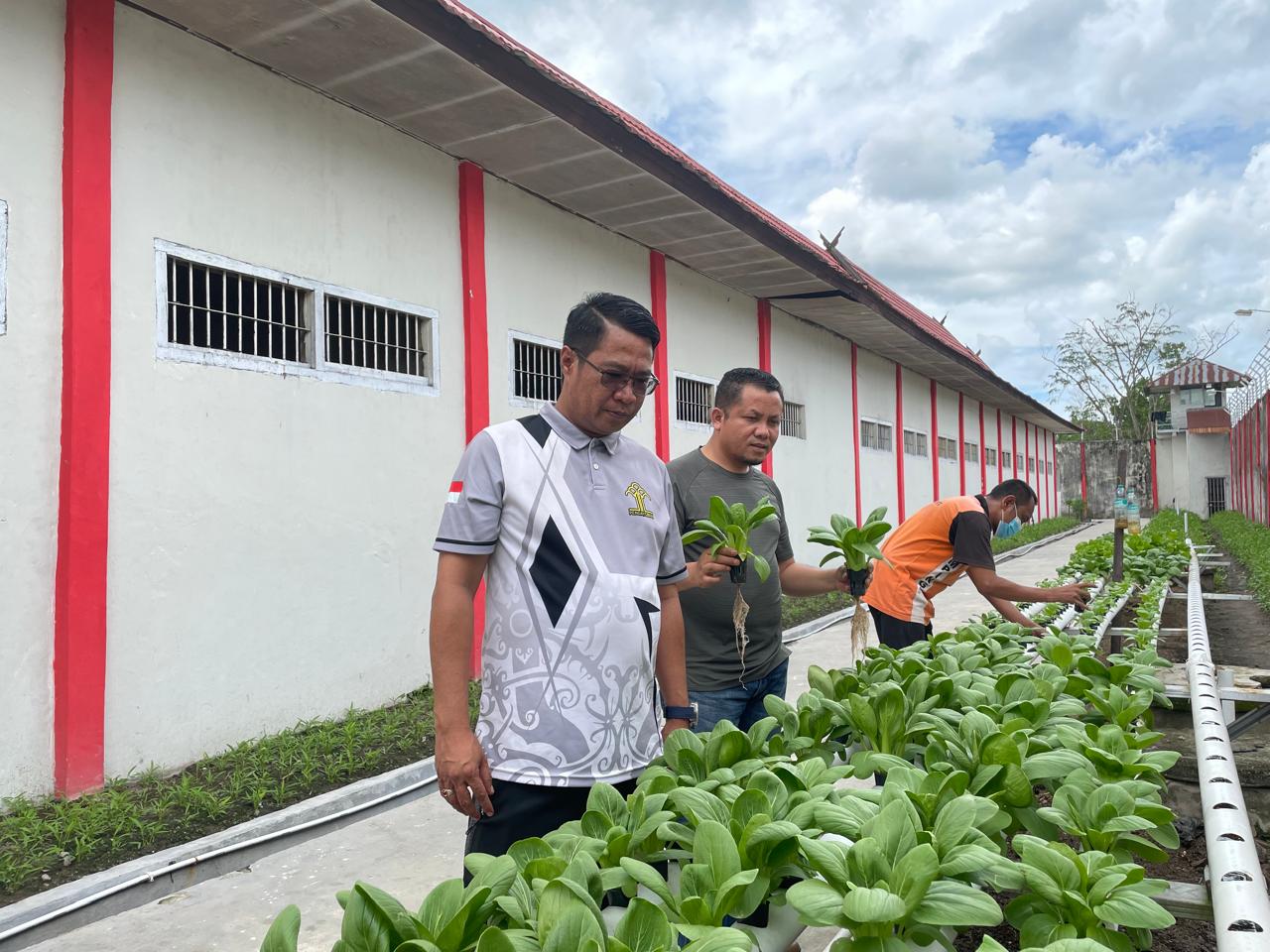 Panen Sayur Pakcoy Hasil Hidroponik Kegiatan Pembinaan Warga Binaan Lapas Sampit