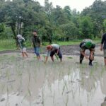 Babinsa Koramil 02/Bukit Batu Bantu Petani Tanam Padi Wujudkan Ketahanan Pangan