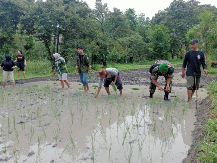 Babinsa Koramil 02/Bukit Batu Bantu Petani Tanam Padi Wujudkan Ketahanan Pangan