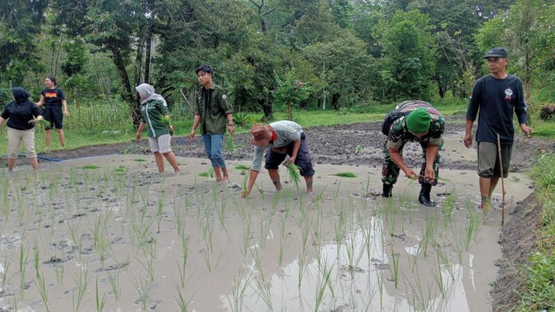 Babinsa Koramil 02/Bukit Batu Bantu Petani Tanam Padi Wujudkan Ketahanan Pangan