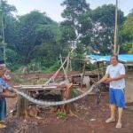 Terkejut Ular Sanca Besar Muncul di Kandang Ayam Rumah Sopiyan Sedang Melilit Ayam Di Kandang.