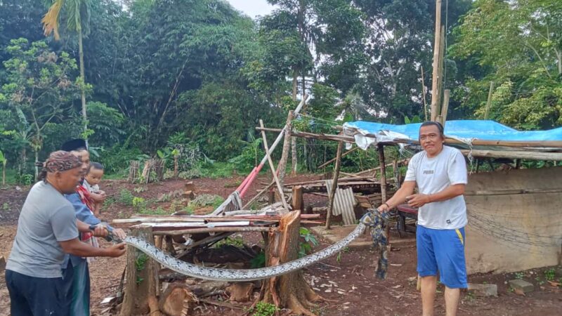 Terkejut Ular Sanca Besar Muncul di Kandang Ayam Rumah Sopiyan Sedang Melilit Ayam Di Kandang.